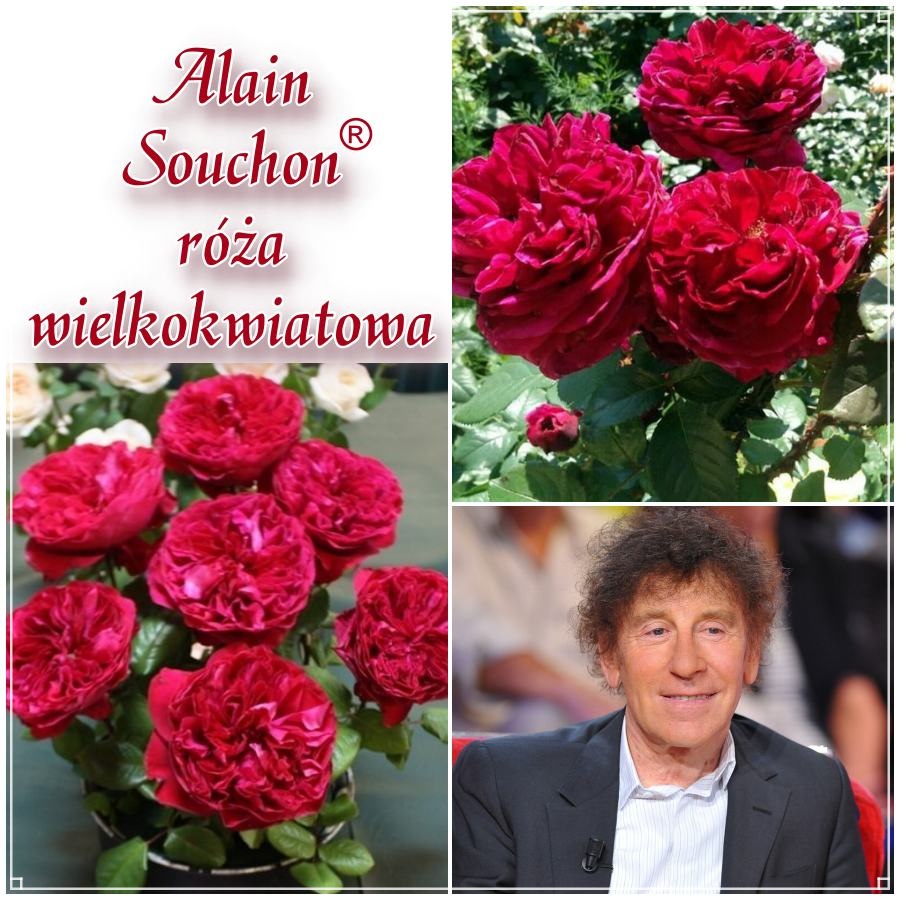 Alain Souchon róża wielkokwiatowa